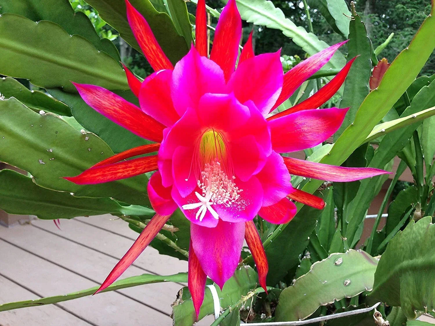 Rosy Swirl Orchid Cactus Cuttings - Epiphyllum Propagation Set with 2 + Free Small Cutting for Indoor Gardening