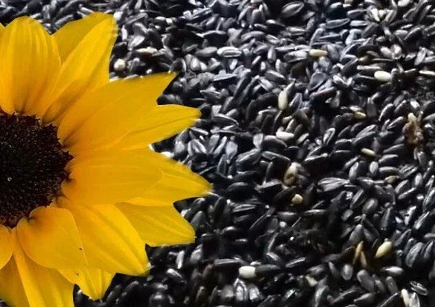 Black Oil Sunflower Seeds - Heirloom Non-GMO, Helianthus annuus, Pack of 10+ Seeds for Garden, Bird Feed & Pollinator Attractant