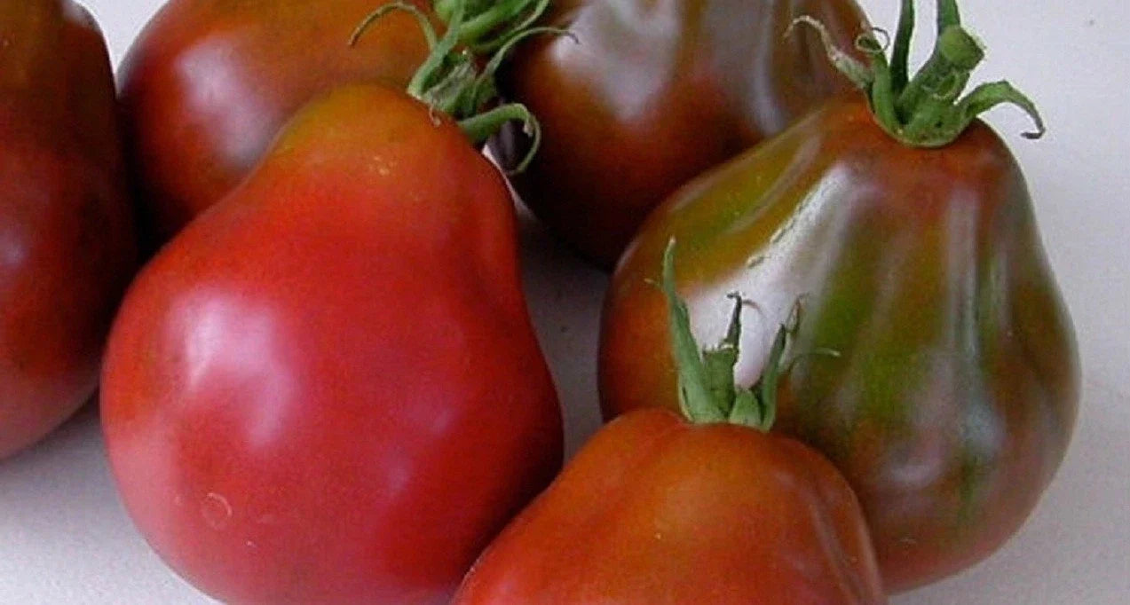 Black Truffle Tomato Seeds, Japanese Black Trifele, Potato Leaf, Non-GMO, Heirloom Variety