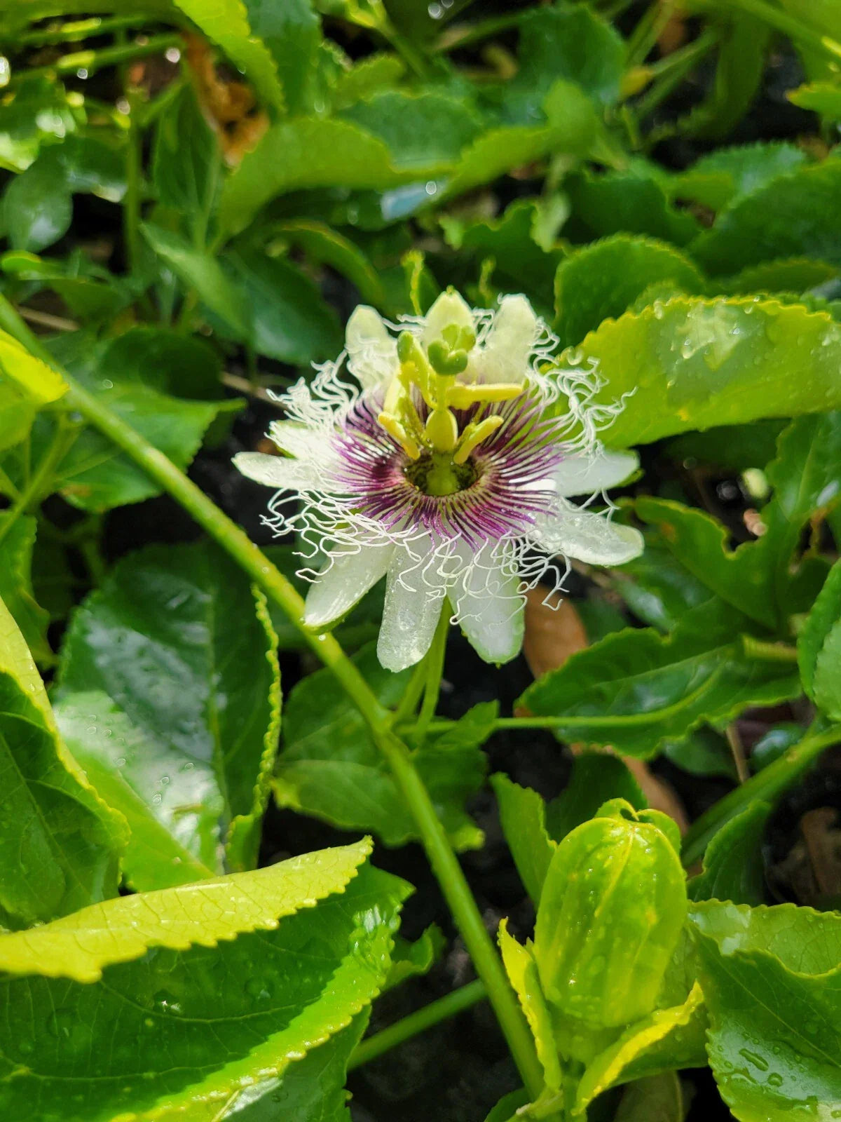 Passion Fruit Plant Cuttings 8-10 Inches Passiflora Edulis Climbing Vine for Gardening & Containers