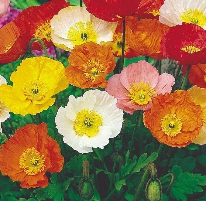 Iceland Poppy Mix Seeds - 1000+ Perennial Flower Seeds in Orange, Yellow, White - Papaver nudicaule