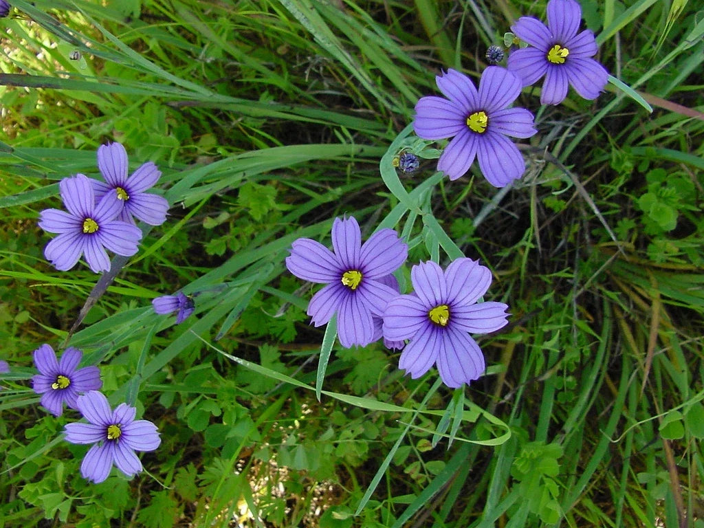 Blue Eyed Grass Seeds - 65 Pack, Stout Blue Eyed Variety, Sisyrinchium angustifolium, Perennial Flower for Gardens & Borders