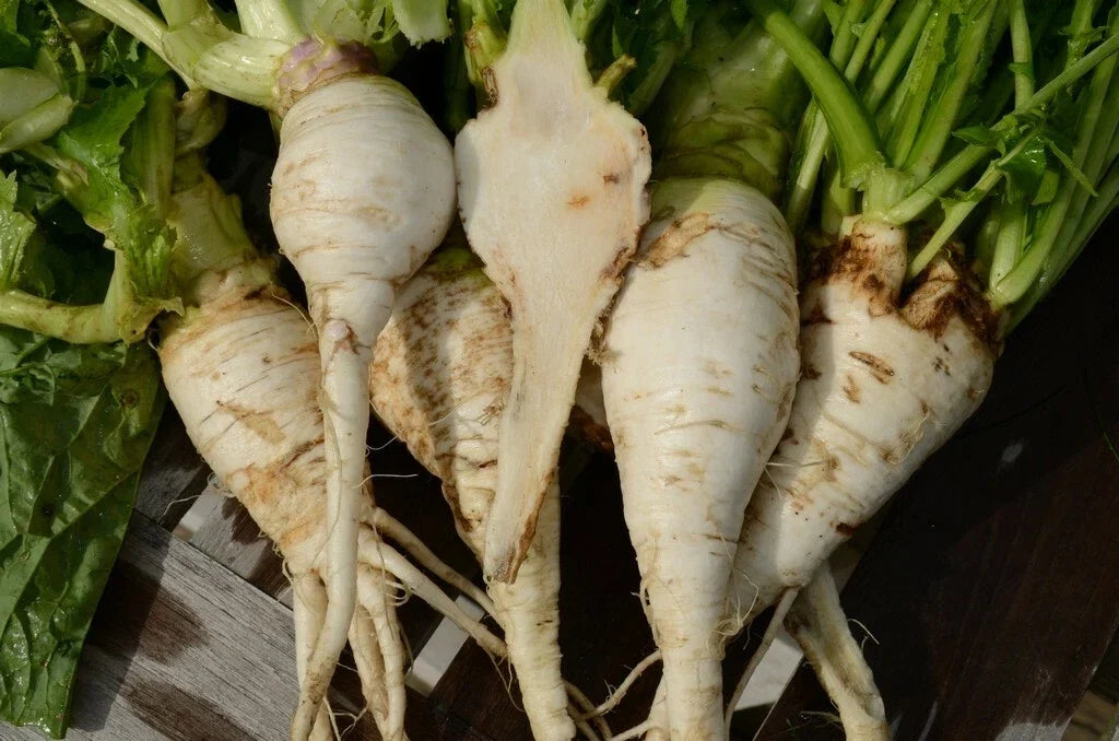 Shogoin Turnip Seeds - Japanese Salad Brassica rapa Non-GMO Vegetable Seeds for Home Gardening