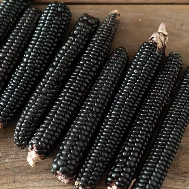 Midnight Black Corn Seeds - Non-GMO Zea mays - Unique Black Maize Variety