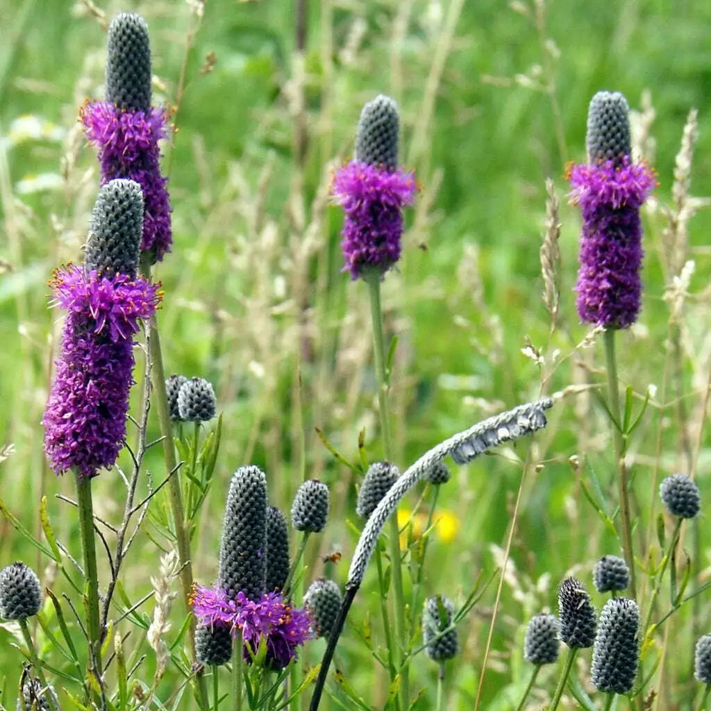 Purple Prairie Clover Seeds - Perennial Wildflower - Dalea purpurea - Native Pollinator Plant - Drought-Tolerant, 250+ Seeds