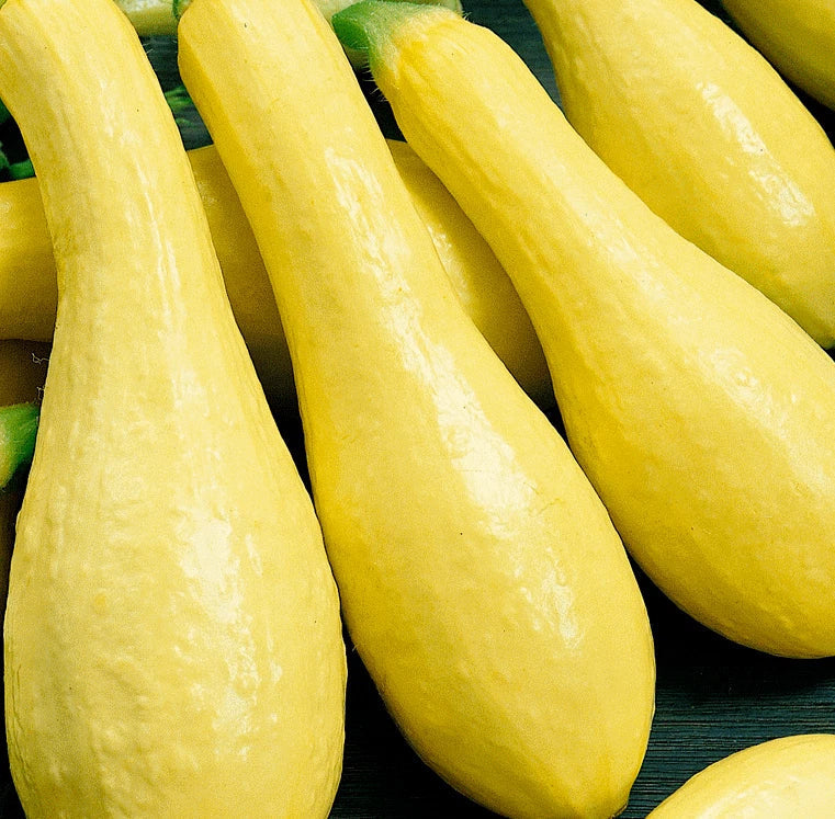 Summer Squash Seeds - Early Prolific Straightneck Cucurbita pepo Vegetable Seeds for Home Garden