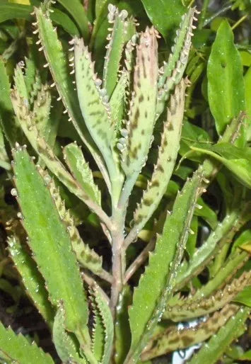 Leopard Mother of Thousands Succulent Plant - Kalanchoe Daigremontiana - Alligator Plant Indoor Houseplant