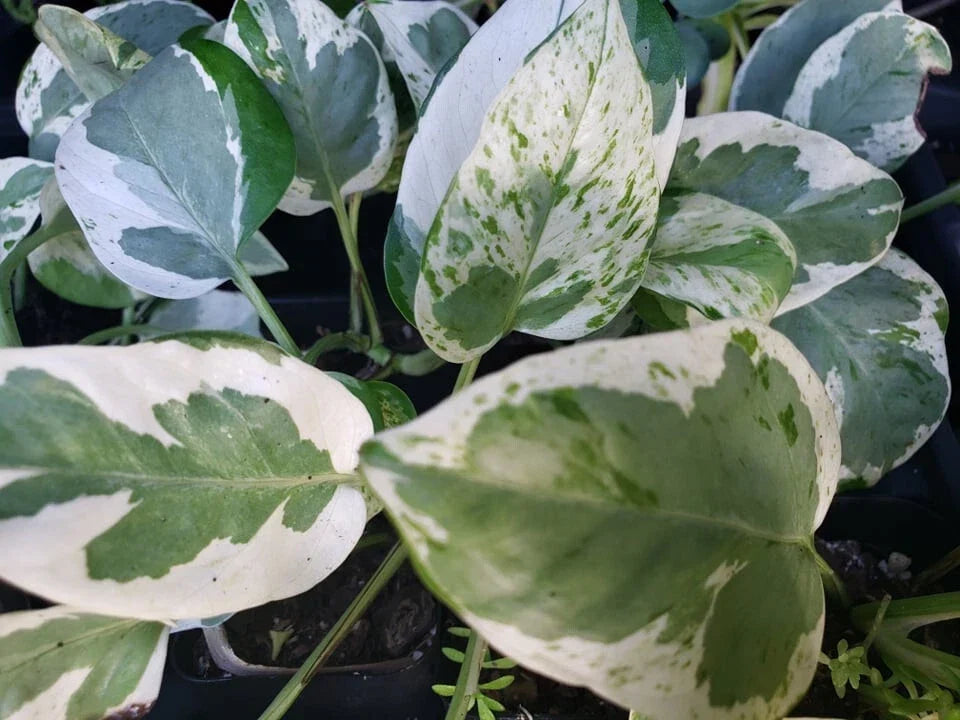 Pothos Vine Plant - Rooted Epipremnum aureum Pearls and Jade Variegated Heart Leaf Indoor Plant