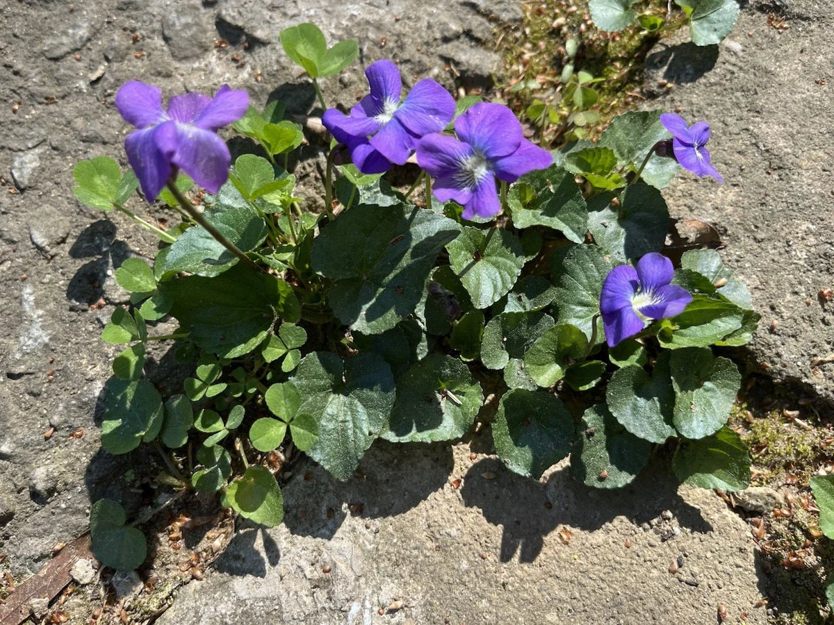 Wild Violet Bulbs - Viola sororia - Native Purple Flower Rhizomes for Garden Planting, Spring-Summer Bloom