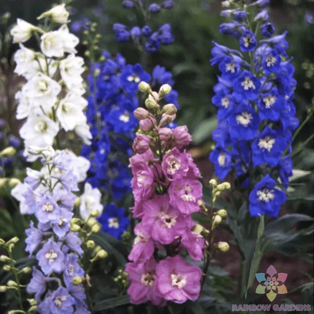 Magic Fountains Mix Delphinium Seeds - 200+ USA Grown Seeds for Garden