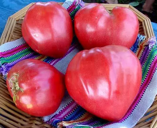Oxheart Tomato Seeds - Heirloom, Non-GMO, Large Heart-Shaped Fruit for Home Gardens, Solanum lycopersicum