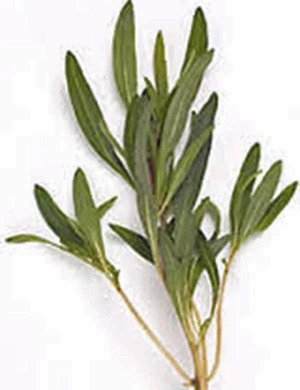 Savory Summer Herb Seeds - 500+ Non-GMO Heirloom Seeds for Culinary Gardening - Satureja hortensis