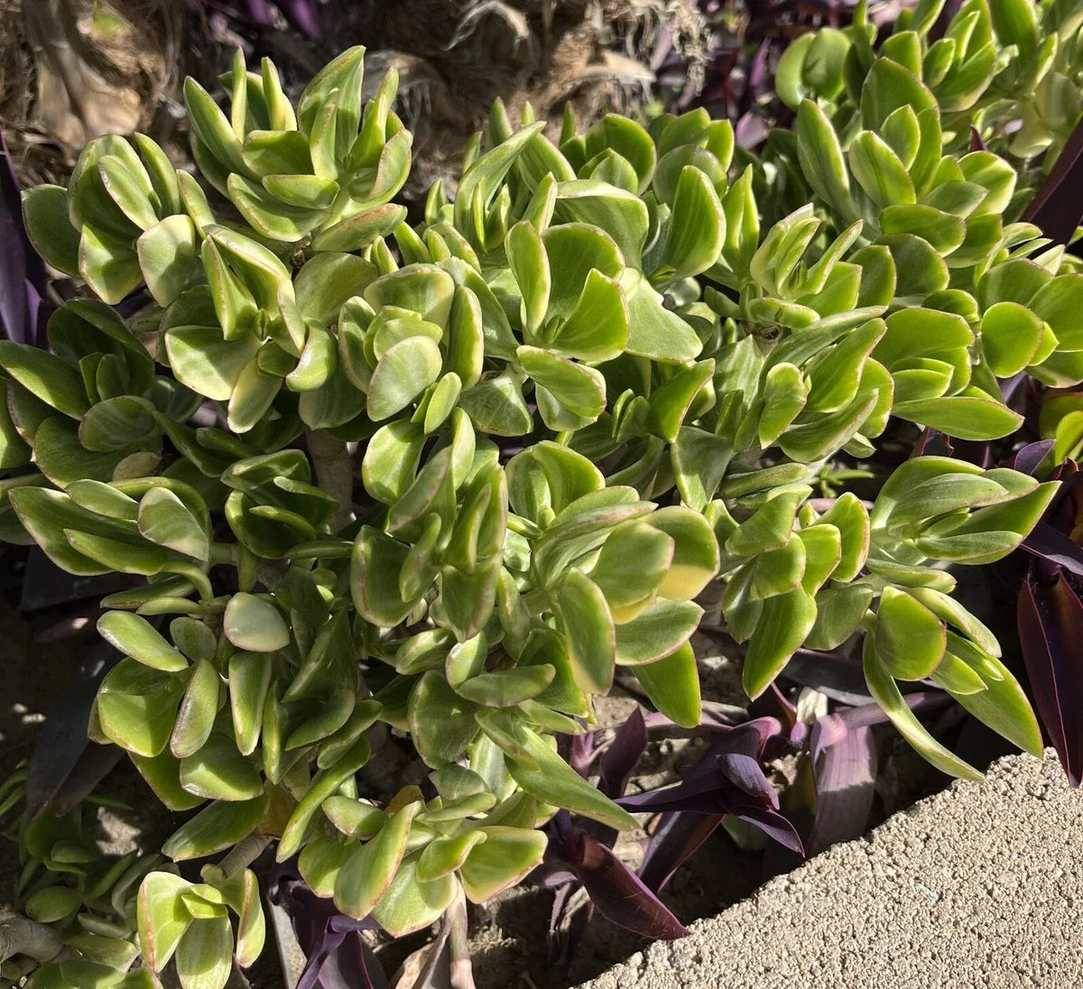 Crassula Ovata Variegated Jade Cuttings - Lemon Lime Tri-Color Succulent - 5 Pack - Indoor Outdoor Plant Propagation