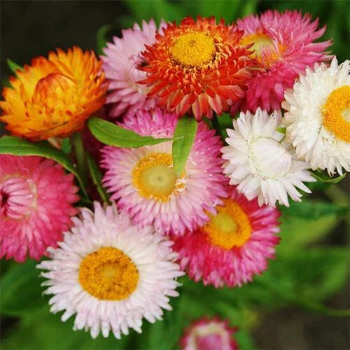Swiss Giant Mix Strawflower Seeds | Colorful Dried Flower Mix | Helichrysum bracteatum | Non-GMO, Vibrant Blooms
