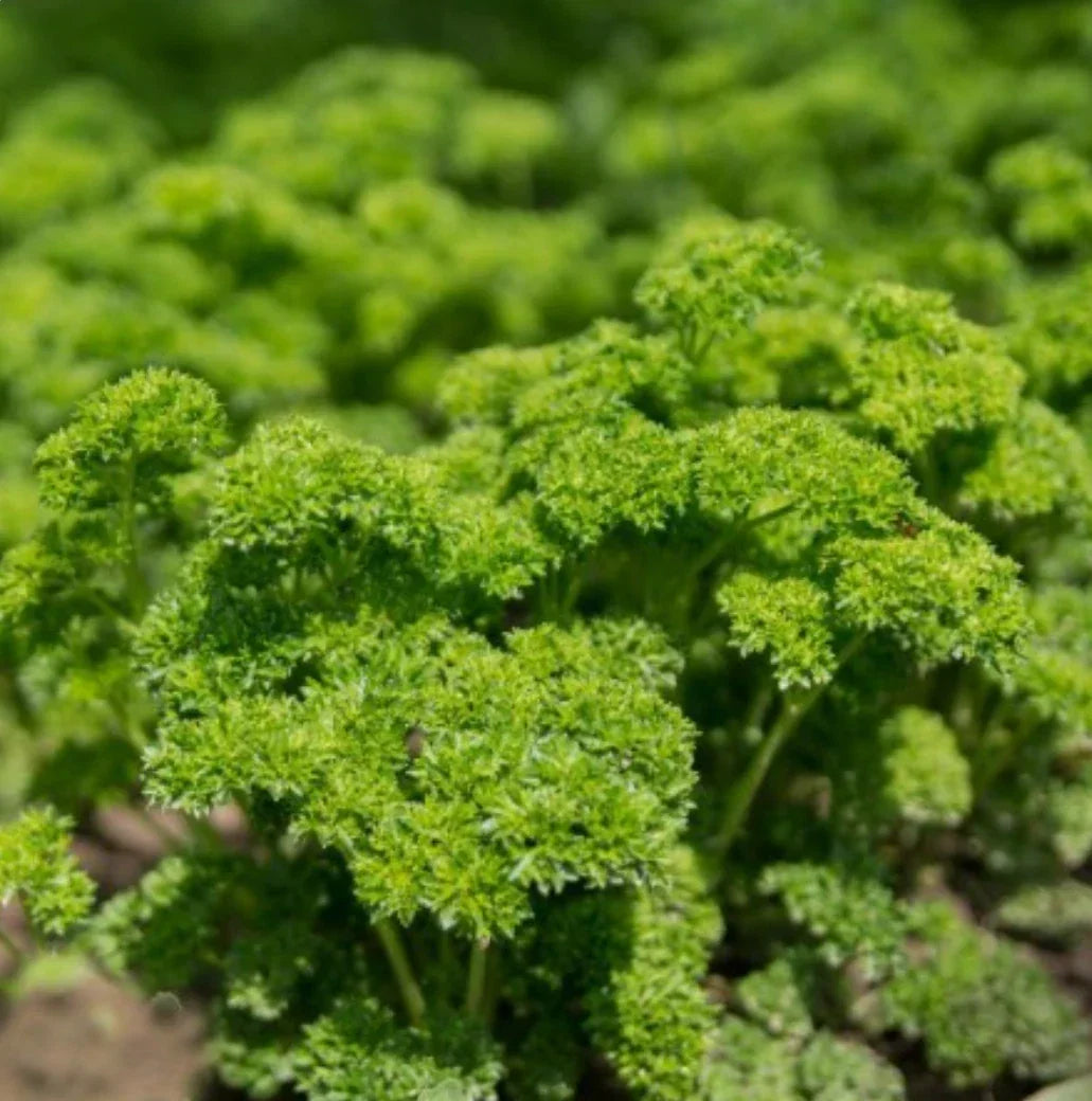 Moss Curled Parsley Seeds - Non-GMO Petroselinum crispum - 1000+ Seeds