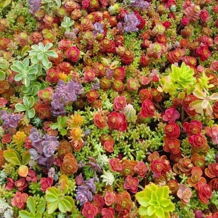 100 Mixed Sedum Seeds - Stonecrop Succulent Groundcover - Drought Tolerant, Fast Growing