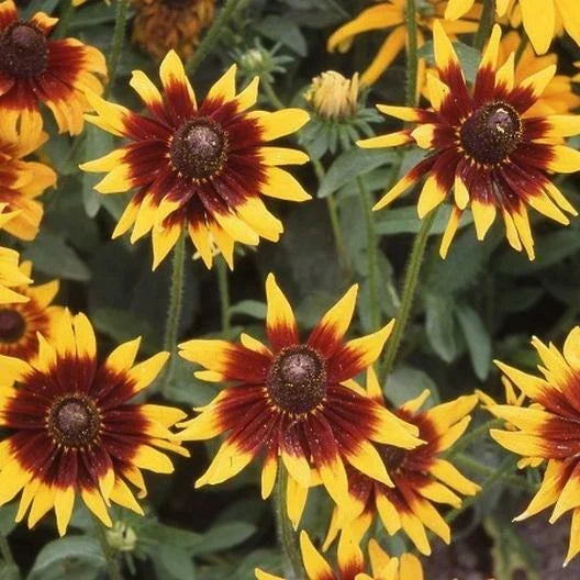 Black Eyed Susan Seeds - 200 Count - Double Blooms Rudbeckia hirta - Non-GMO Wildflower Garden Seeds