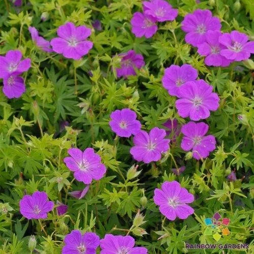 New Hampshire Purple Geranium Seeds - 25+ Pack - Geranium maculatum Perennial Flowers