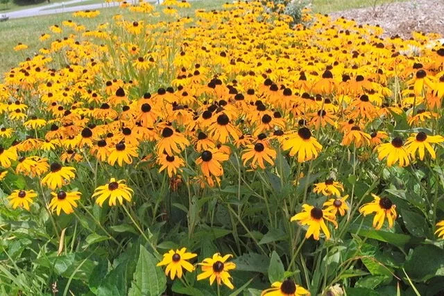 Black Eyed Susan Seeds 100 Count Rudbeckia hirta Perennial Flowering Plant for Garden Borders and Pollinator Attraction