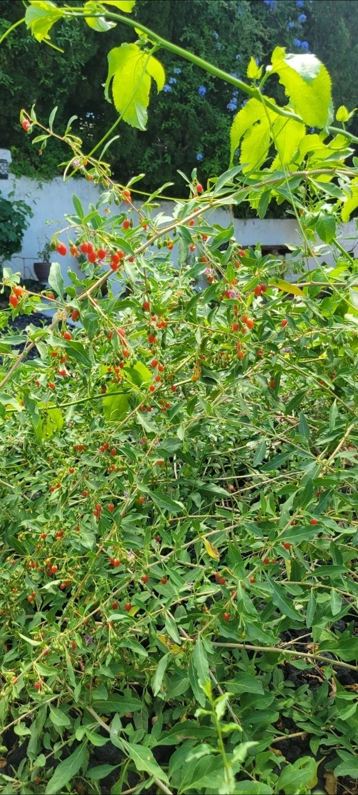 Live Goji Berry Plant in 1 Gal Pot – Lycium barbarum, Fully Mature, Edible Fruit, Compact Bush, Full Sun