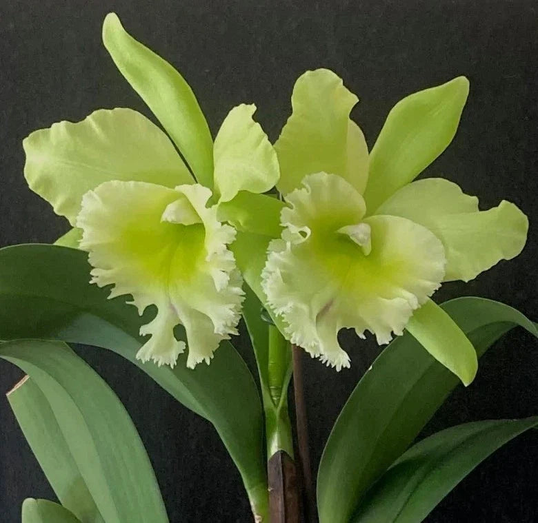 Blc. Sung Ya Green King Dragon Cattleya Orchid Plant Near Blooming Size in 4.5" Pot - Hybrid Orchid for Indoor Garden