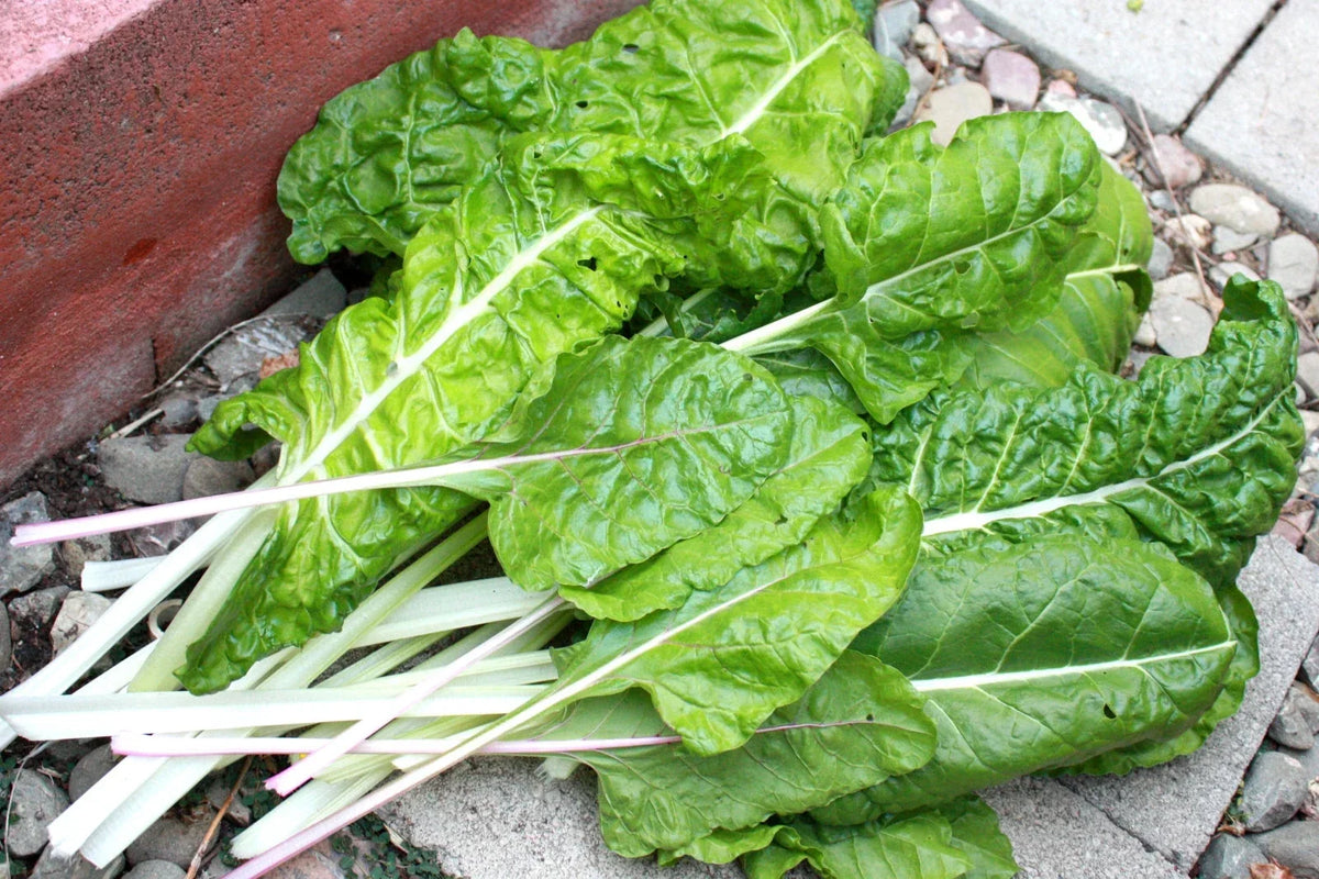 Swiss Chard Seeds - Fordhook Variety, 105 Seeds for Fresh Salad Greens, Beta vulgaris subsp. vulgaris, Easy to Grow