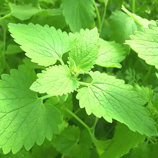 Catnip Seeds 50+ Nepeta cataria Heirloom Organic Garden Plant Hardy Zones 3-9