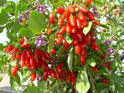 Goji Berry Cuttings 6+2 Pack, Lycium barbarum, Fruiting Bush for Rooting, Superfood, Garden or Container Plant