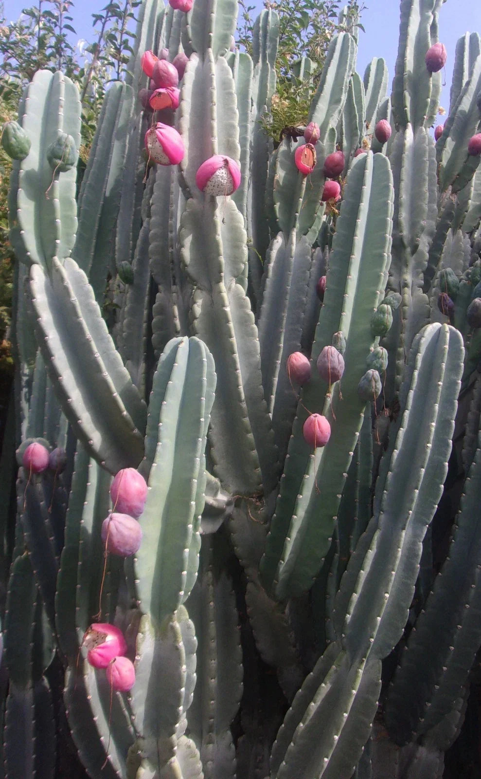 Night Blooming Cactus Cutting 24 Inches Long Hylocereus undatus for Indoor & Outdoor Gardening