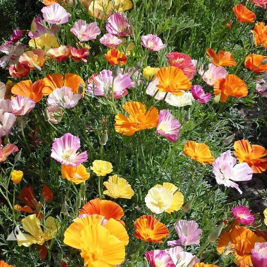 California Poppy Seeds - Ballerina Mix, 200-4,000 Seeds, Eschscholzia californica, Drought-Tolerant Wildflower Seeds