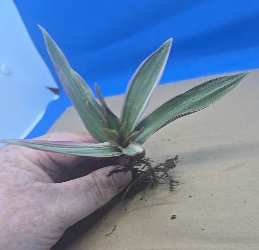 Variegated Oyster Plant Potted 4" Tradescantia spathacea 'Tricolor' Indoor Houseplant, Colorful Foliage