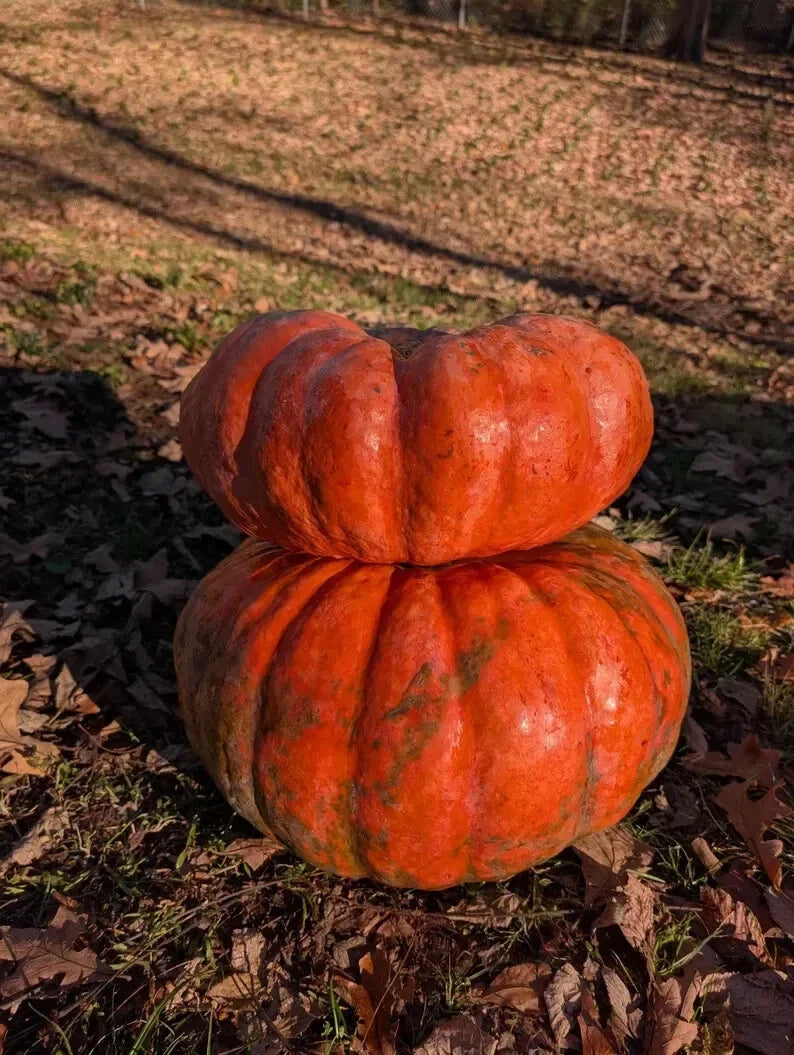 Fairytale Pumpkin Seeds - Organic Cucurbita pepo Heirloom Vining Seeds - 10 Pack, USA Grown, Non-GMO, Free Shipping