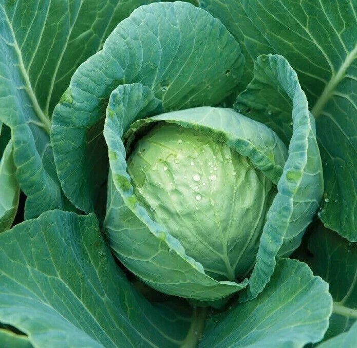 All Seasons Cabbage Seeds 300+ Brassica oleracea var. capitata Vegetable for Gardening, Culinary Use