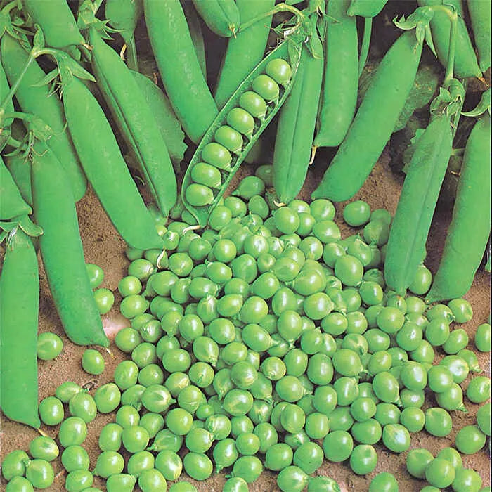 Green Arrow Pea Seeds 25 Ct Heirloom Non-GMO Climbing Vines Pisum sativum for Vegetable Garden