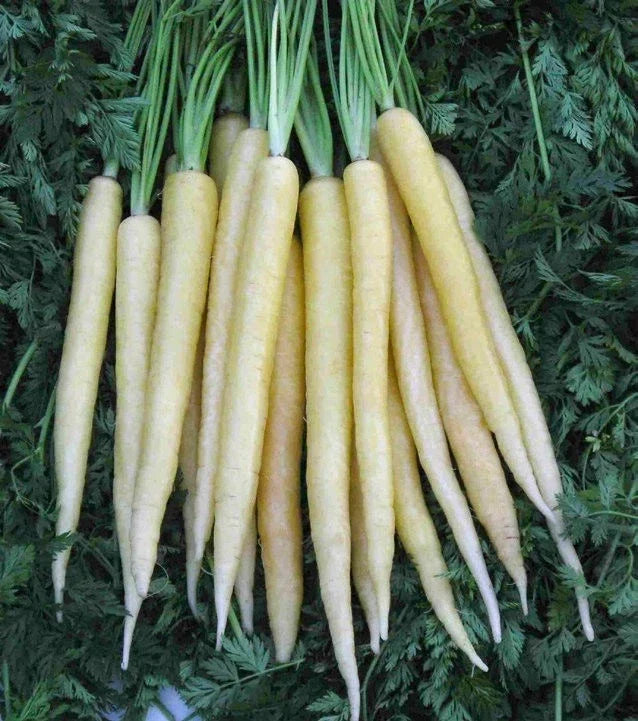 Carrot Seeds - Lunar White Variety - 150 Seeds - Daucus carota - Non-GMO, Easy to Grow, Home Garden, White Carrots