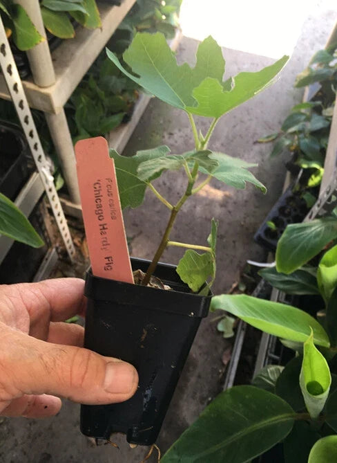 Chicago Hardy Fig Tree - Live Plant in 3-Gallon Pot - Cold Hardy Ficus carica 'Chicago Hardy' - Self-Fertile, Fruiting, Easy to Grow