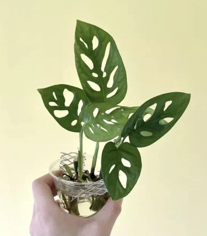 Monstera Adansonii Cuttings - 2 Nodes, 2 Leaves - Swiss Cheese Plant - Indoor House Plant - Tropical Foliage