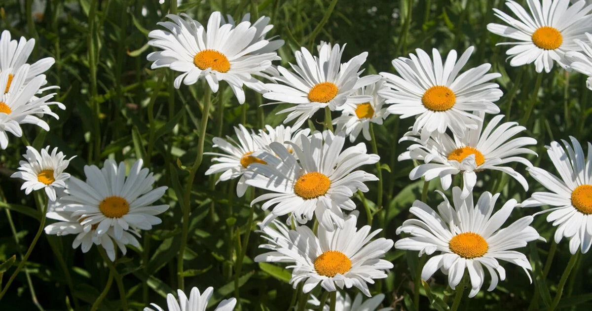 Roman Chamomile Seeds - 1000+ Medicinal Herb, Fragrant Groundcover, Perennial, Chamaemelum nobile