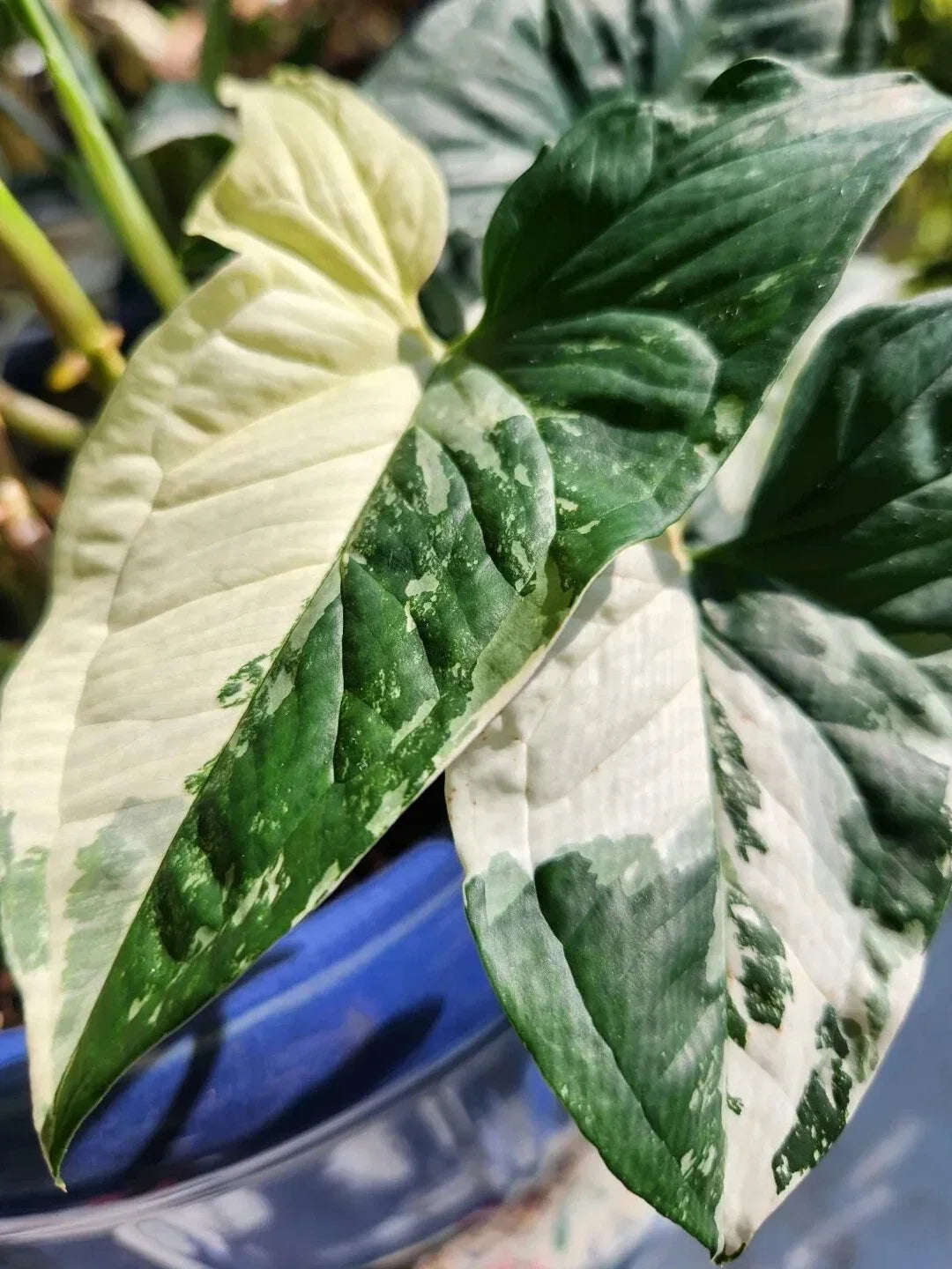 Syngonium Podophyllum Albo-Variegatum 'White Knight' Marble Variegated Indoor Houseplant, Starter Plant