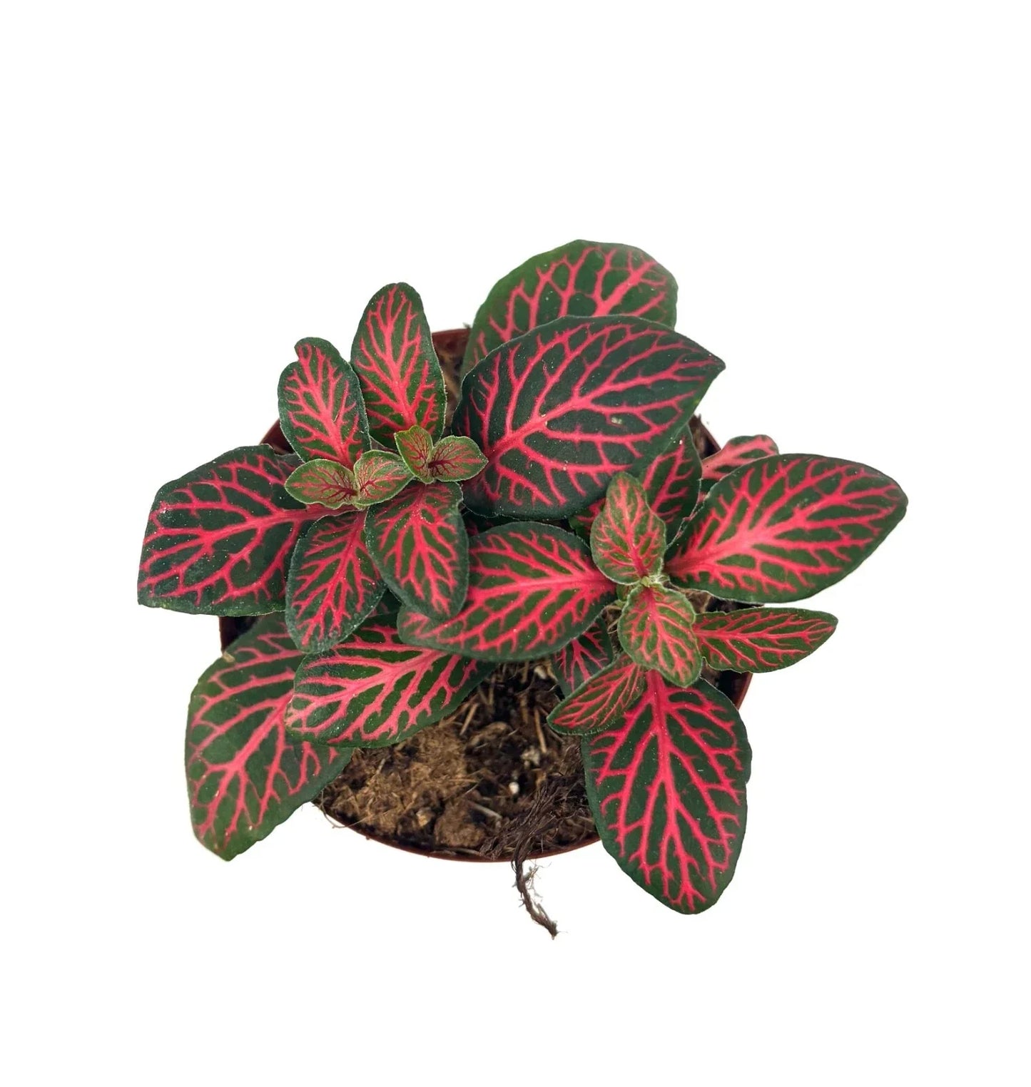 Red Nerve Plant Live Potted House Plant, 2.5" Pot, Fittonia albivenis, Air Purifying, Red Veined Leaves, Terrarium Plant