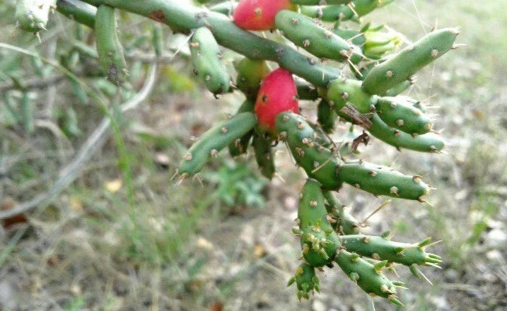 Christmas Cholla Cactus Cuttings - 2 Pieces, Opuntia Leptocaulis, Drought-Tolerant Succulent for Garden or Indoor Planting