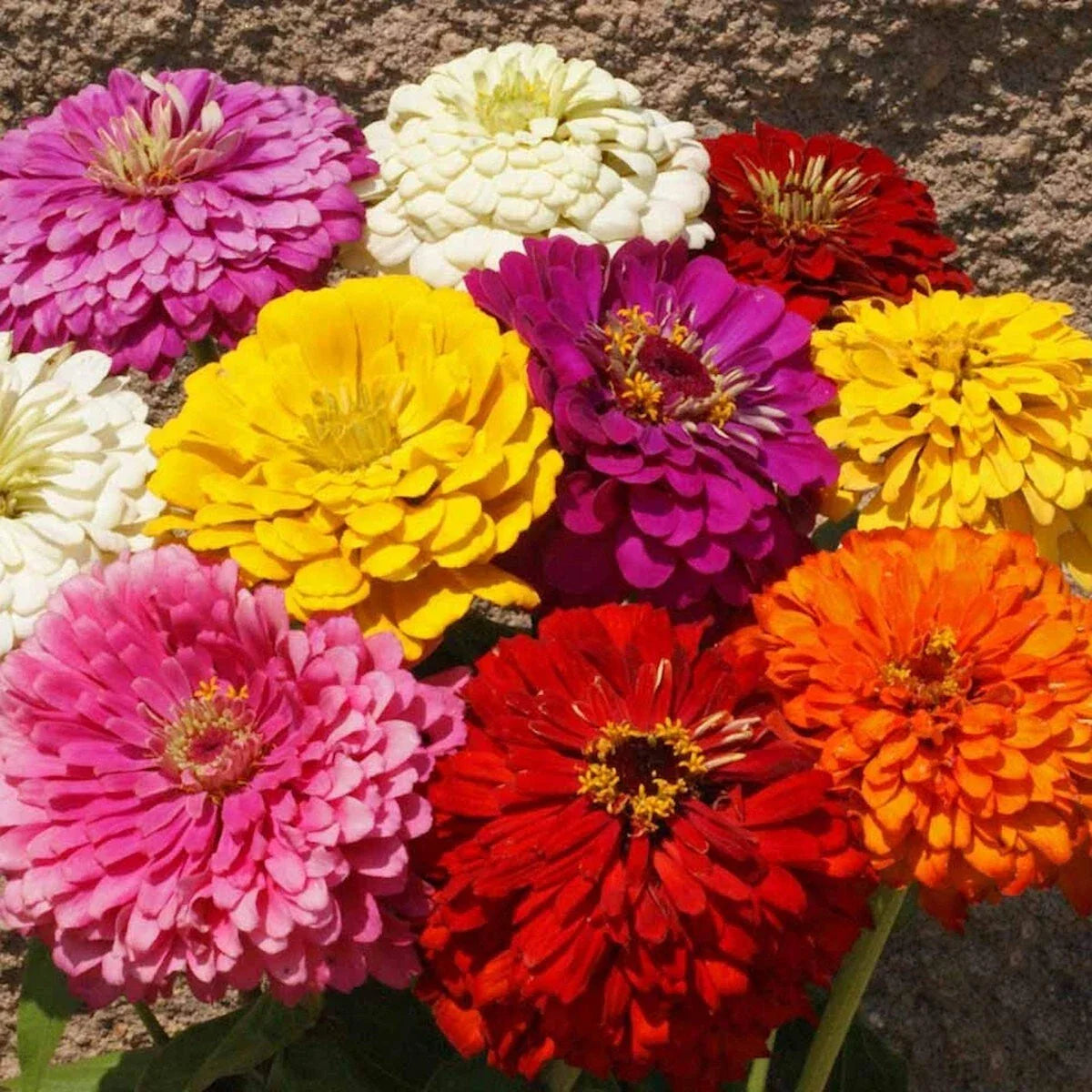 Zinnia elegans Wildflower Seeds, Mixed Colors, 1/4 lb, Easy Grow, Pollinator Attracting, Garden & Cut Flower Seeds