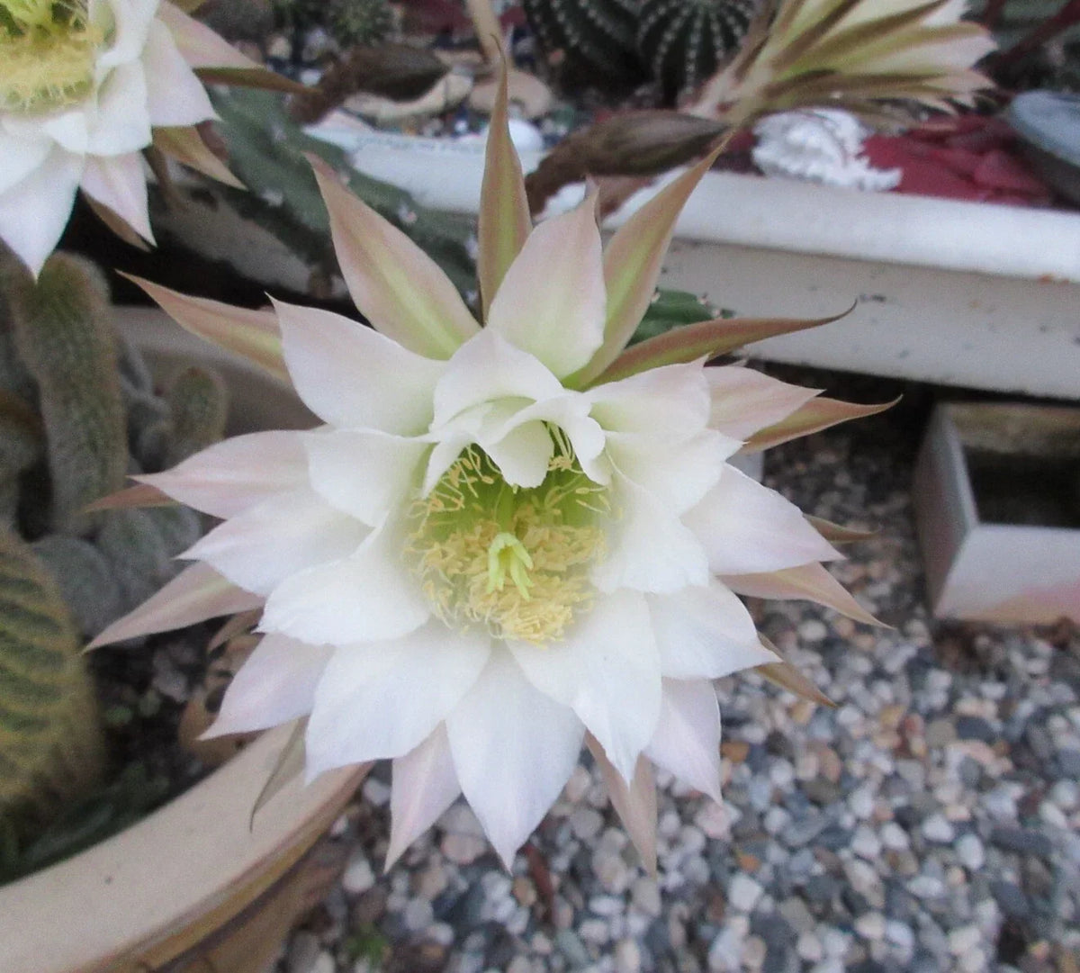 Harrisia jusbertii Snake Cactus Cutting – Rare Dusk Blooming Cacti, Indoor Succulent, Unique Houseplant, 8-Inch Plant Fragment