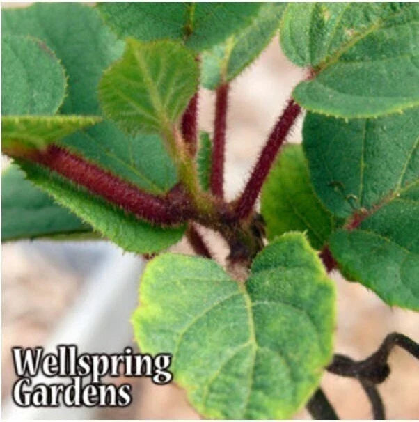 Tomuri Male Kiwi Plant in 3-Inch Pot | Actinidia chinensis | Pollination & Fruit Production Climbing Vine