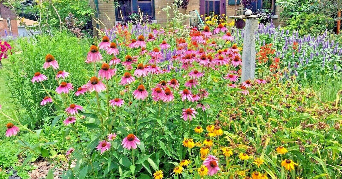 Native Perennial Wildflower Seed Mix 1 OZ – 17 Varieties for Pollinators & Cut Flowers – Native Plant Seeds for Gardens & Landscapes
