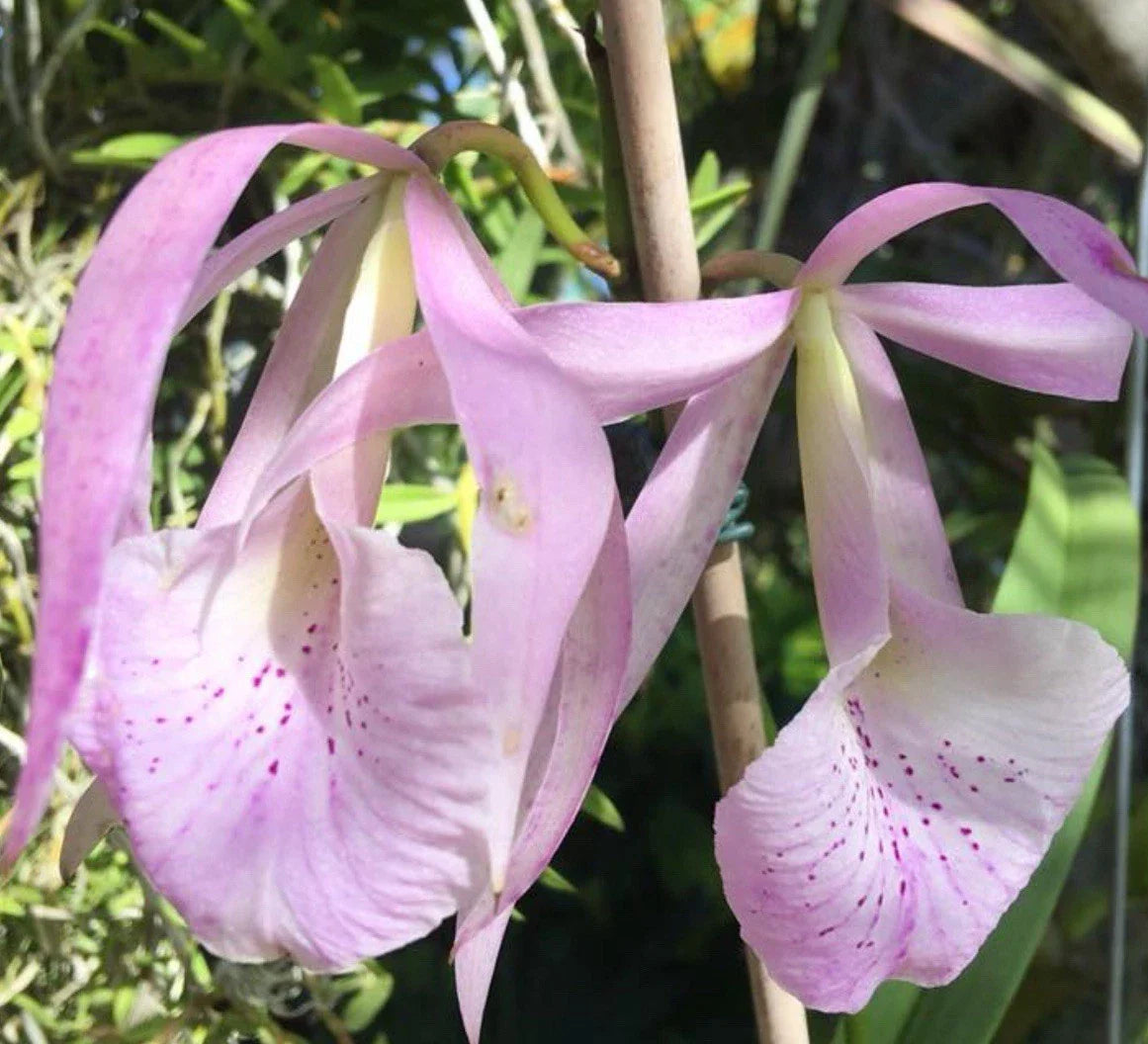 Bare Root Orchid Plant – Bc. Jenosa Hybrid – Fragrant Blooming Brassocattleya Jenosa (B. nodosa x C. jenmanii)