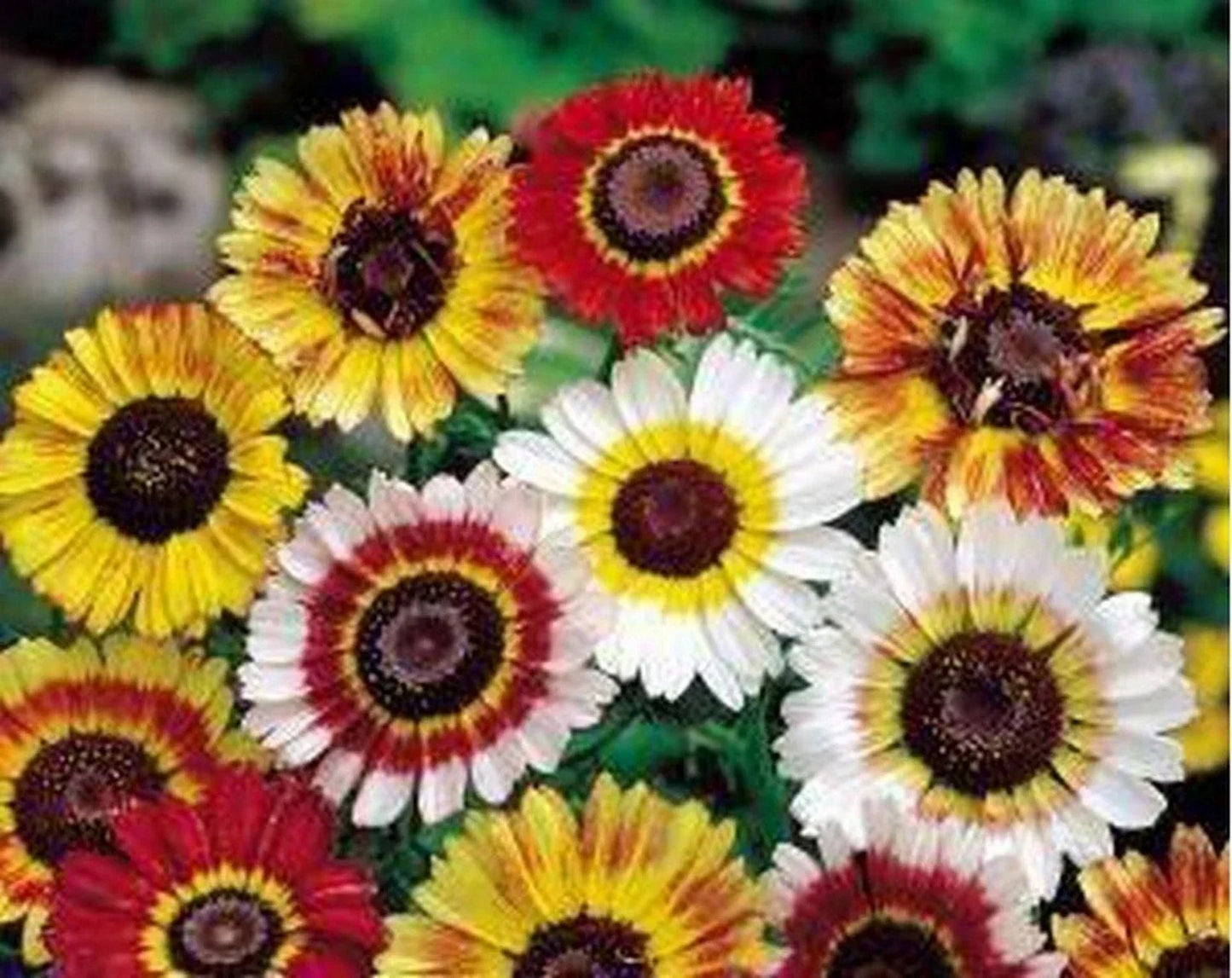 Painted Daisy Seeds - Tricolor Chrysanthemum carinatum Flower Garden Seeds, Non-GMO, Easy to Grow, Attracts Pollinators