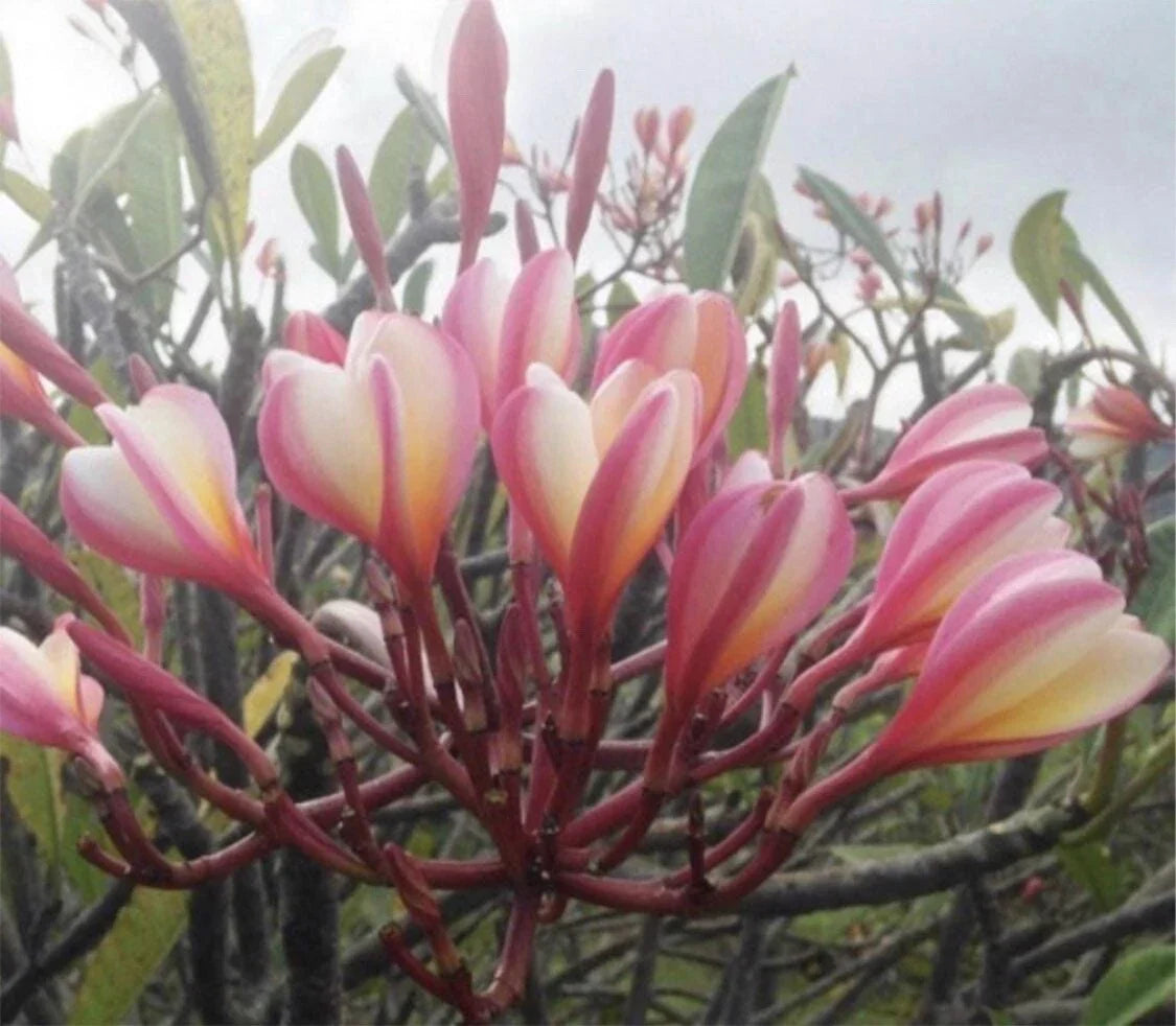 Rooted Plumeria Cutting 17" Peachglow Shell Plumeria rubra Tropical Flower Plant
