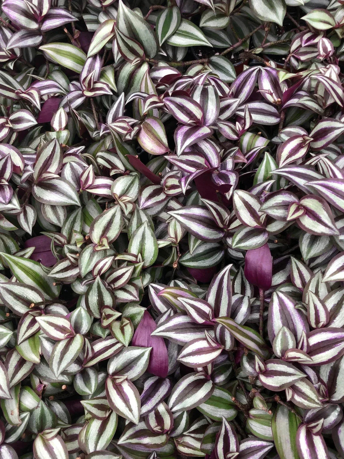 Tradescantia Zebrina Cuttings - 10 Healthy Stem Propagation Plants - Purple Wandering Jew - Indoor & Outdoor Foliage