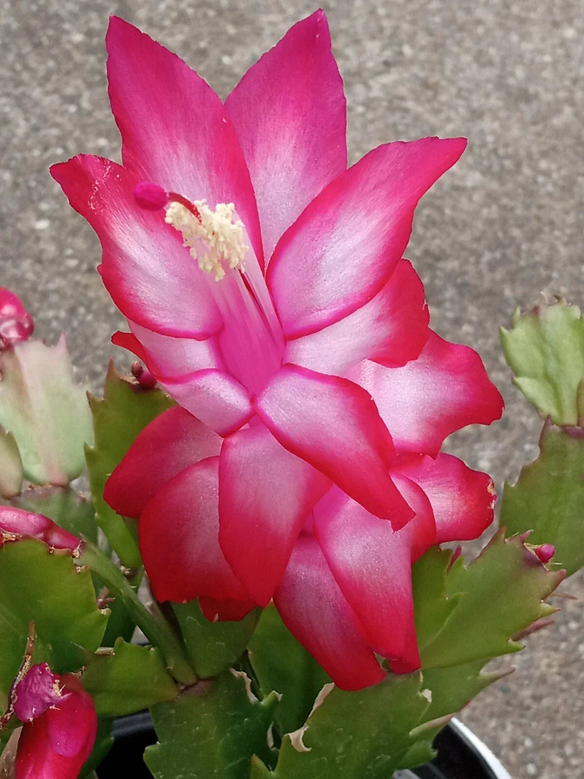 Thanksgiving Holiday Cactus - Red Schlumbergera Zygocactus - 5 Ready to Plant Leaves
